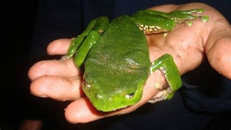 Rã De Banheiro Tem Veneno - Biogil: O VENENO DE RÃ QUE É USADO COMO REMÉDIO NA AMAZÔNIA