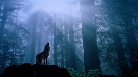 Wolf Wallpapers 1920x1080 - Wallpaper Cave