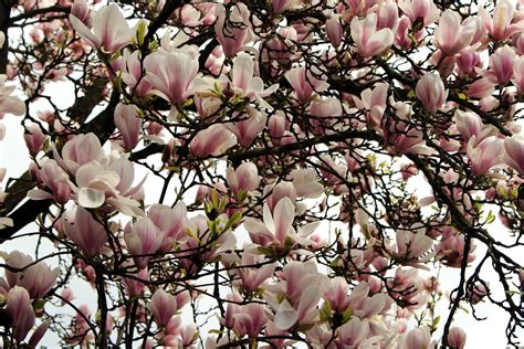 Free picture: magnolia, tree, leaf, branch, flower, nature, garden