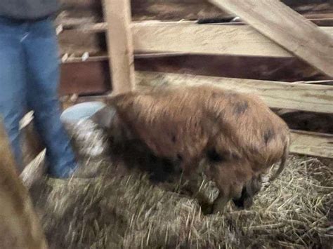 Spotted Kune Kune Female Pig w/ Waddles - 2 Yrs Old - Show Stock ...