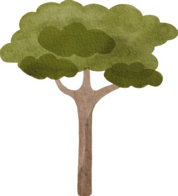 Tree Plan PNGs for Free Download
