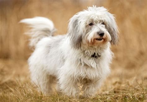 Is Coton De Tulear A Good Family Dog