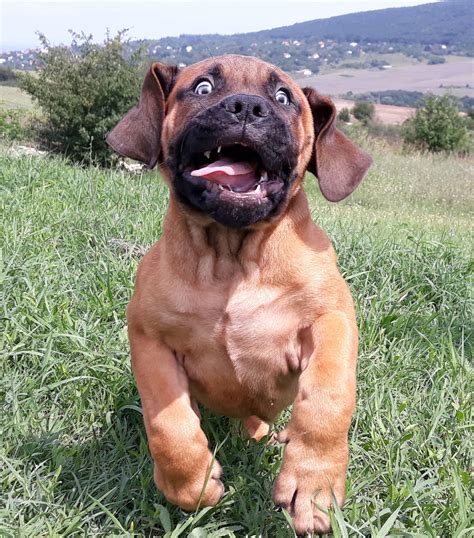 How Much Is A Boerboel Puppy In South Africa at Gary Bellamy blog