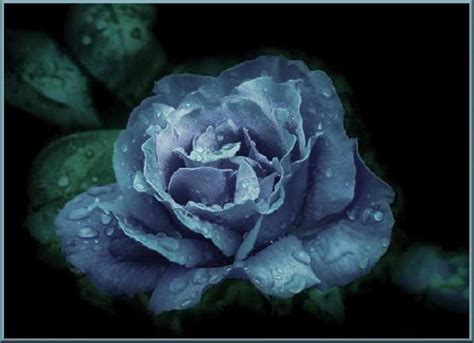 UNE ROSE POUR VOUS