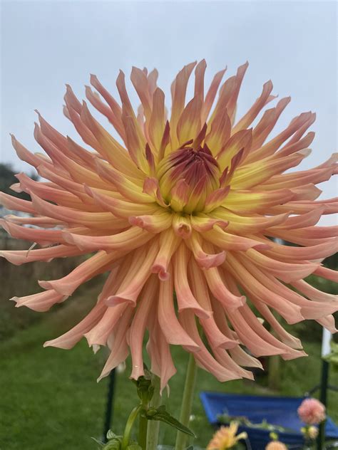 Camano Sitka - Soaring Heart Dahlias