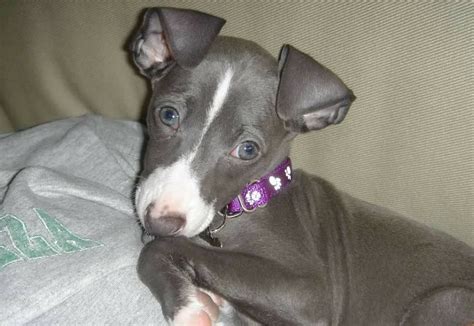 Italian Greyhound Dog Breed Information - 13 Things to Know | Your Dog ...