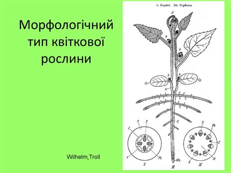 Анатомія і морфологія рослин - презентация онлайн