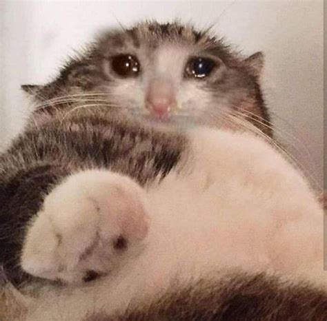 Sad Cat Meme, Cute Cat Memes, Cute Funny Animals, Cute Cats, Funny Cats ...