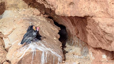 Endangered California condors compete for love on Valentine's Day | Fox ...