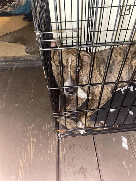 Jacksonville Fl Pet Community | We are looking to rehome this boy Hes a