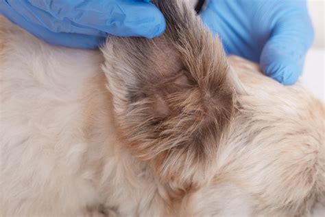 Como tirar água do ouvido do cachorro? - Blog da Cobasi