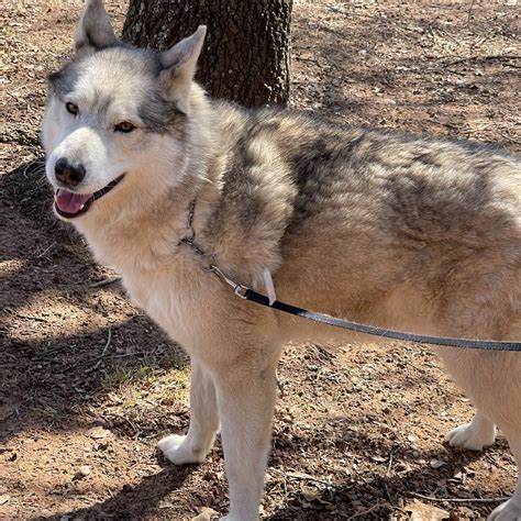Sammy — Fetch Wisconsin Rescue