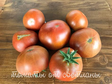 Мулатка (ПРОЕКТ "DWARF TOMATO") - семена томатов