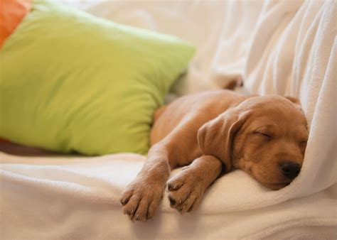 Sleeping Dog In Bed