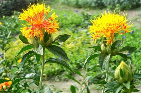 Safflower Cultivation Information Guide | Agri Farming