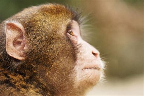 Premium Photo | Close-up of japanese macaque