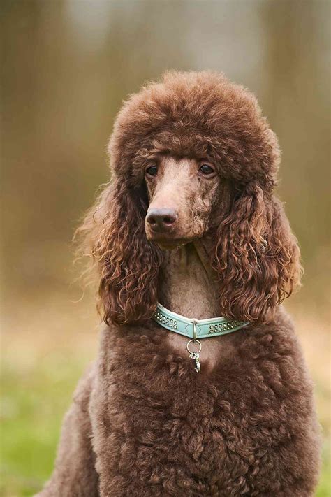 Standard Poodle Brown