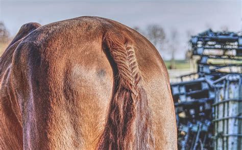 90+ Free Ponytail & Woman Photos - Pixabay