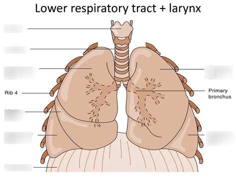 Lower Respiratory Tract Diagram Diagram | Quizlet