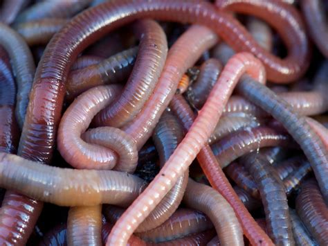 How to Start a Worm Farm
