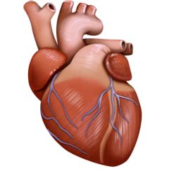 🫀 Anatomical heart Emoji