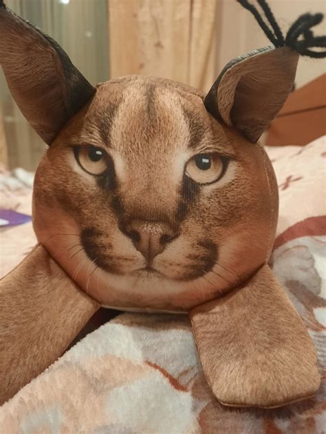 Создать мем "кот шлепа игрушка, мягкая игрушка шлепа, каракал шлепа ...