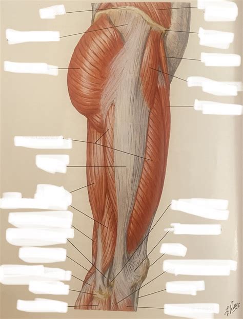 Lateral Thigh Diagram | Quizlet