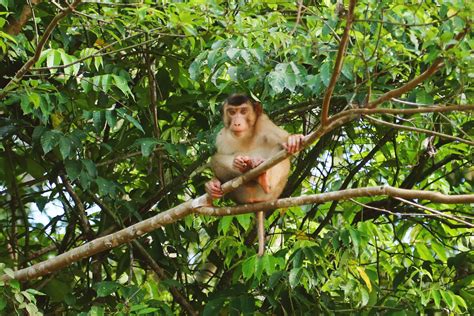 Exploring Malaysian Borneo - The Island You've Never Heard About - The ...
