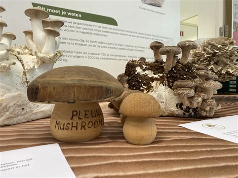 Demand for Lion's Mane mushrooms increases due to medicinal properties