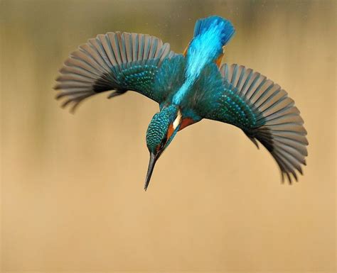 92949-008 | Kingfisher art, Pet birds, Kingfisher