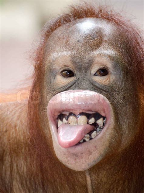 Chimpanzee Showing Tongue and teeth | Stock Photo | Colourbox