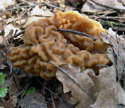 Строчок гигантский (Gyromitra gigas) фото и описание