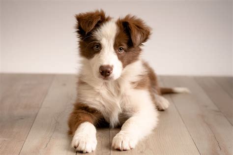 Perros Cachorros Border Collie - Guía sobre el cachorro de Border Collie: socialización, cuidados y ...