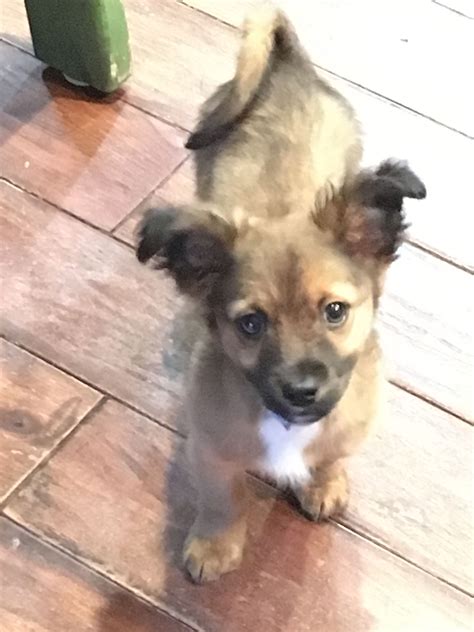 Pomchi Puppy at 11 Weeks