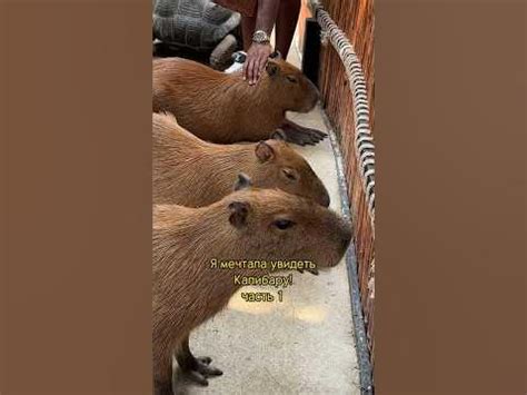 Необычный зоопарк, где живут Капибары 🥹🤍 #lifestyle #shorts #capibara # ...