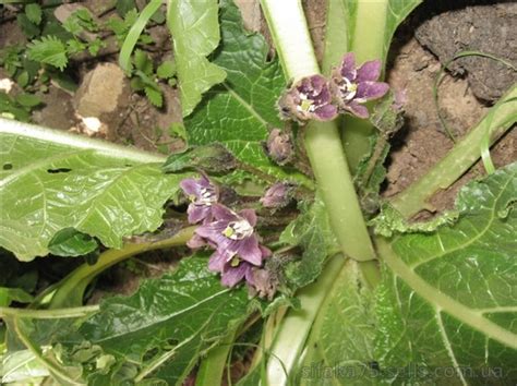 Мандрагора, Mandragora officinarum. Великая и ужасная волшебница ...