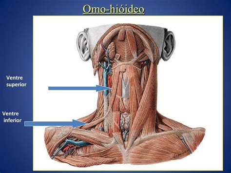 Partes Do Pescoço Humano - Partes Do Pescoço Humano | Pescoço humano: anatomia – YHSP