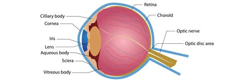 armenian eyecare project anatomy   eye