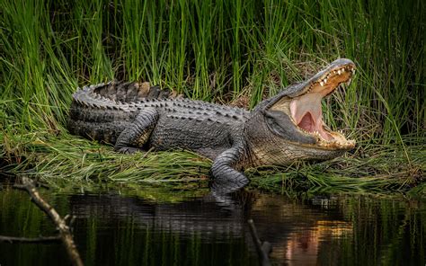 10 Unexpected Things Eacort Alligator Can Do! (Prepare To Be Amazed!) Image 7