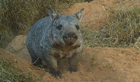 northern hairy nosed wombat australian geographic