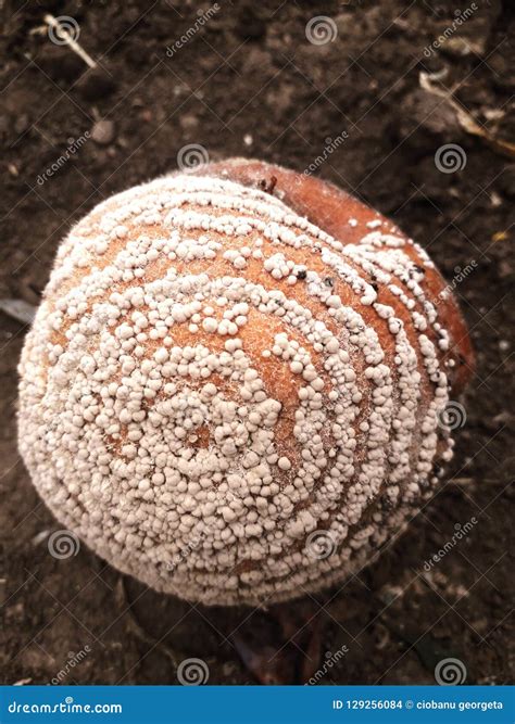 Apple stock photo. Image of fungus, fruit, braun, apple - 129256084