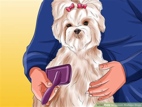 3 Ways to Groom Maltese Dogs - wikiHow