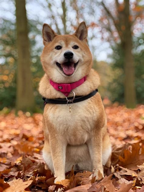 🐕Рейтинг лучших кормов для Сиба-ину на 2025 год