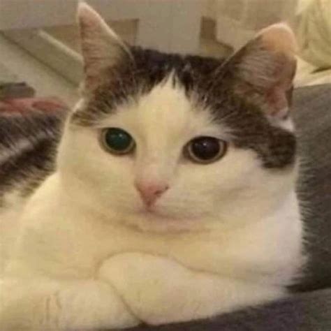 Создать мем "котики, котик мем, кошка" - Картинки - Meme-arsenal.com
