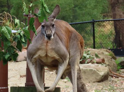 Meet the Biggest Kangaroo Ever Recorded
