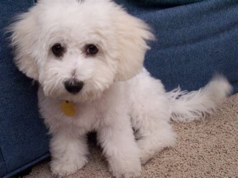 Shaggy Dog…. | All Things Equilateral