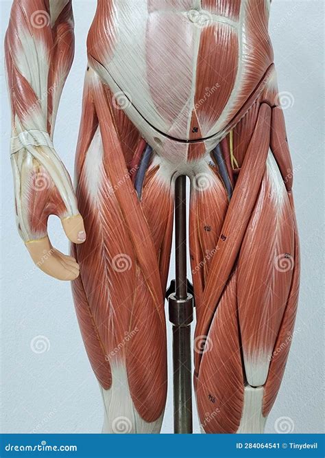 Muscular anatomy model stock image. Image of carving - 284064541