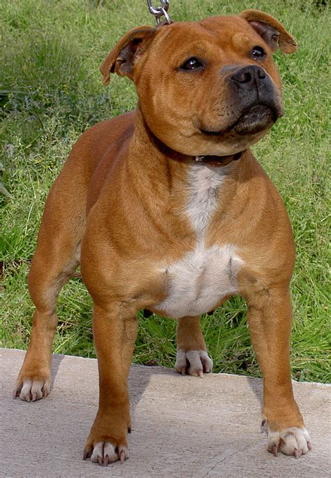 Staffordshire Bull Terrier - Academic Hound Dog Training