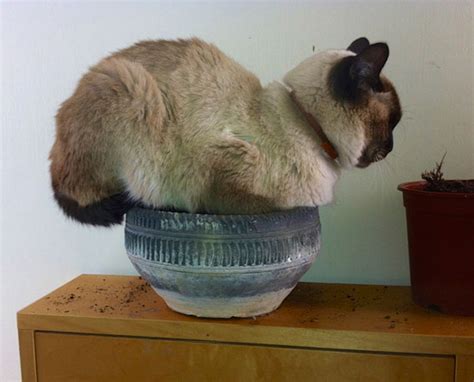15 фотографий котов, которые чудесно соседствуют с цветами в горшках