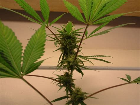 cannabis picture cannabis plant picture gallerys   home grower